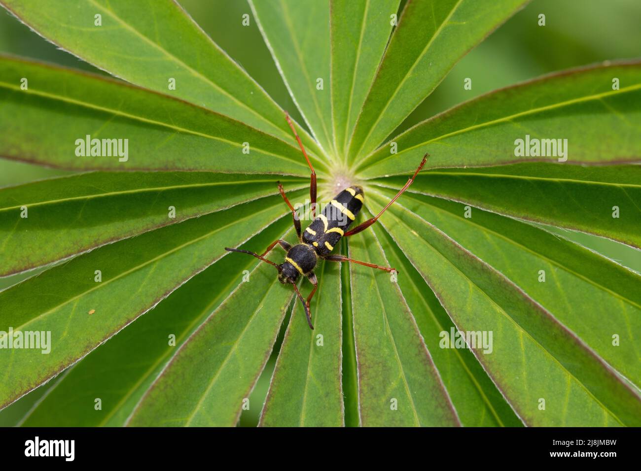 Wespenkäfer, Clytus arietis, auf Lupinenblatt. VEREINIGTES KÖNIGREICH Stockfoto