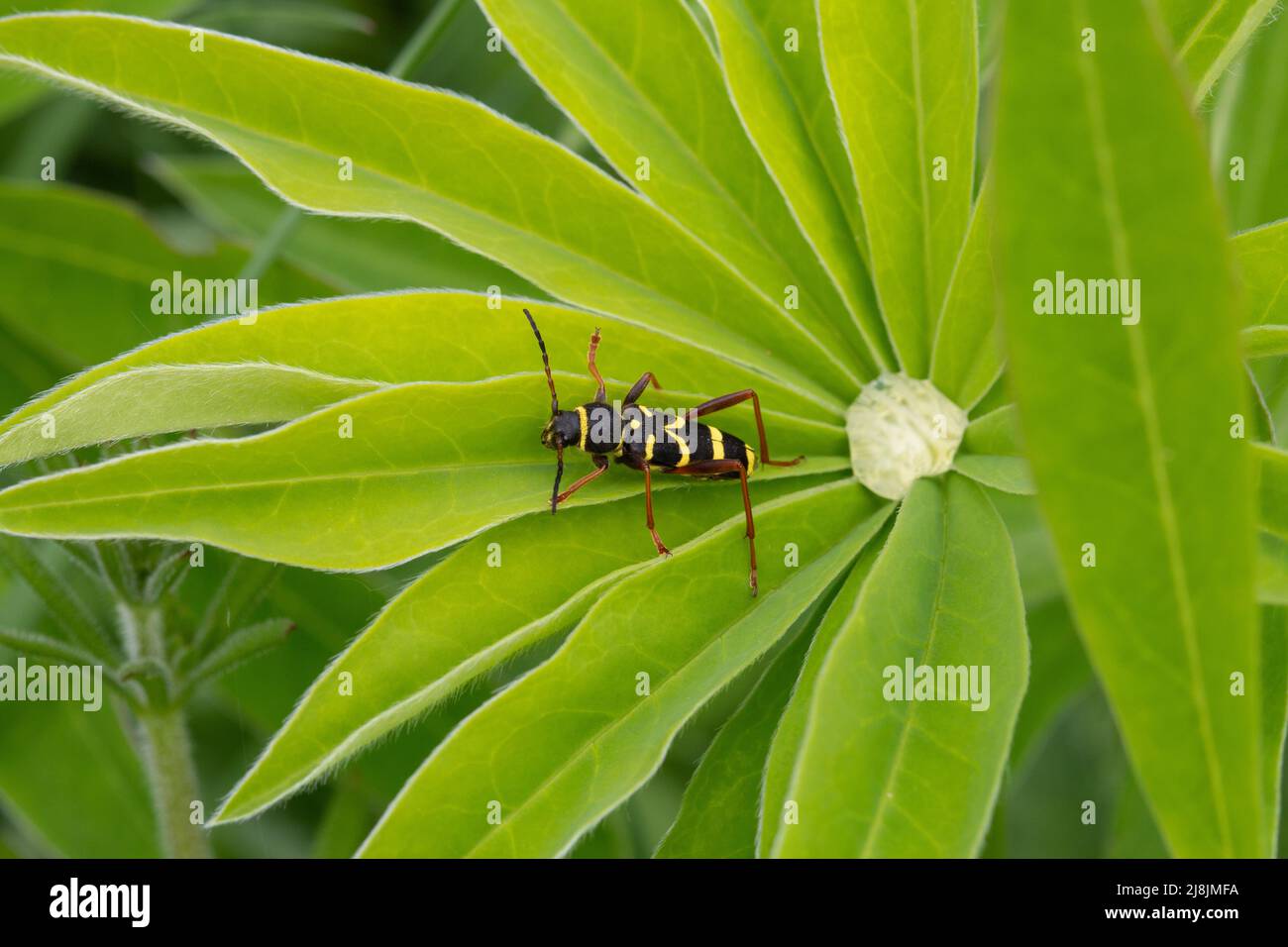 Wespenkäfer, Clytus arietis, auf Lupinenblatt. VEREINIGTES KÖNIGREICH Stockfoto