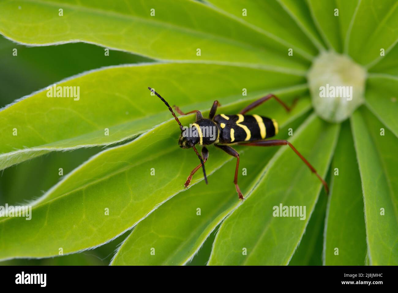 Wespenkäfer, Clytus arietis, auf Lupinenblatt. VEREINIGTES KÖNIGREICH Stockfoto