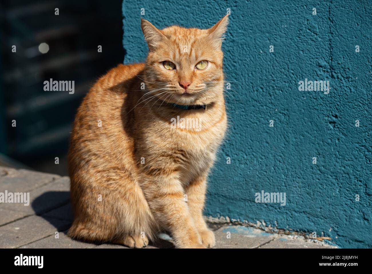Schöne heimische rote Katze mit einem Kragen auf einem Spaziergang Stockfoto