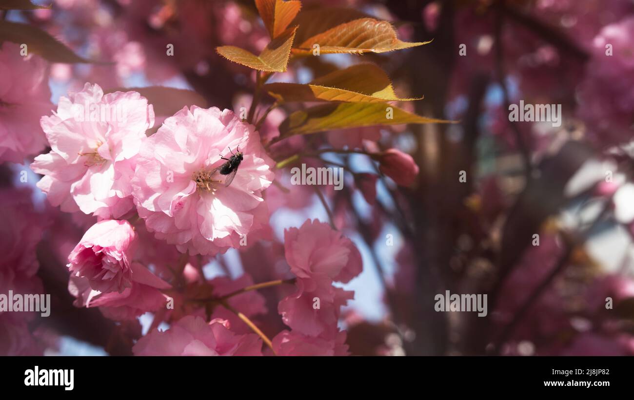 Kirschblüten aus nächster Nähe vor dem Hintergrund eines blühenden Gartens. Sanft rosa japanische Sakura-Blüten Stockfoto