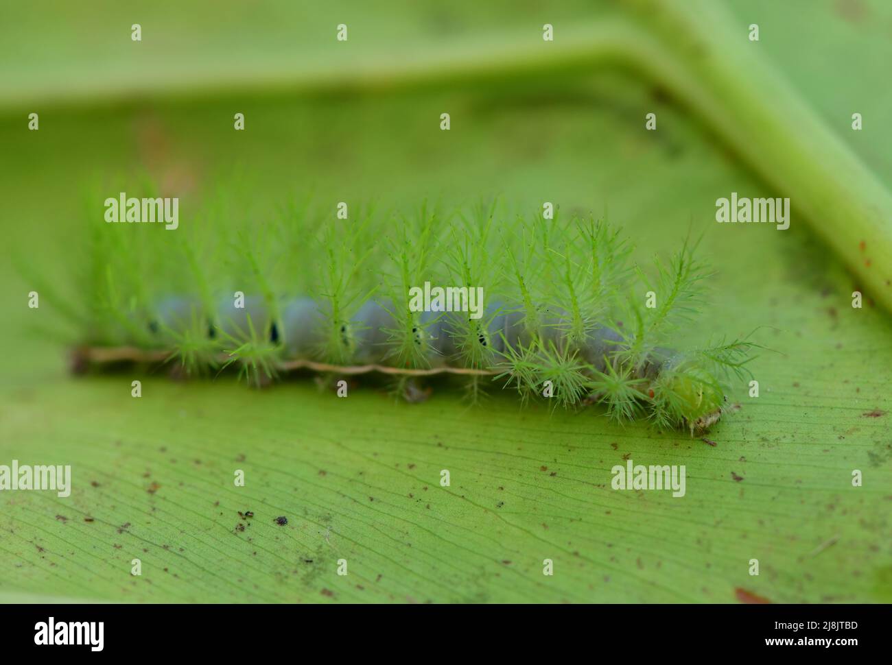 Nahansicht der brasilianischen grünen Automeris Caterpillar auf einem Blatt Stockfoto