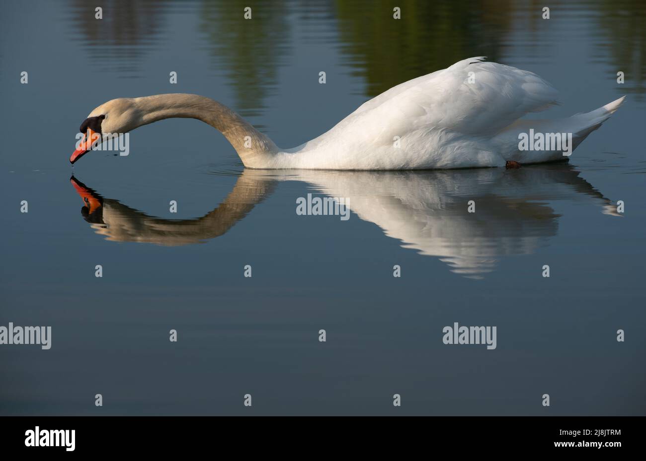 Ein großer weißer Schwan schwimmt auf einem Gewässer. Der Schwan spiegelt sich im Wasser. Er streckt seinen Kopf weit nach vorne und flacht sich ab. Stockfoto