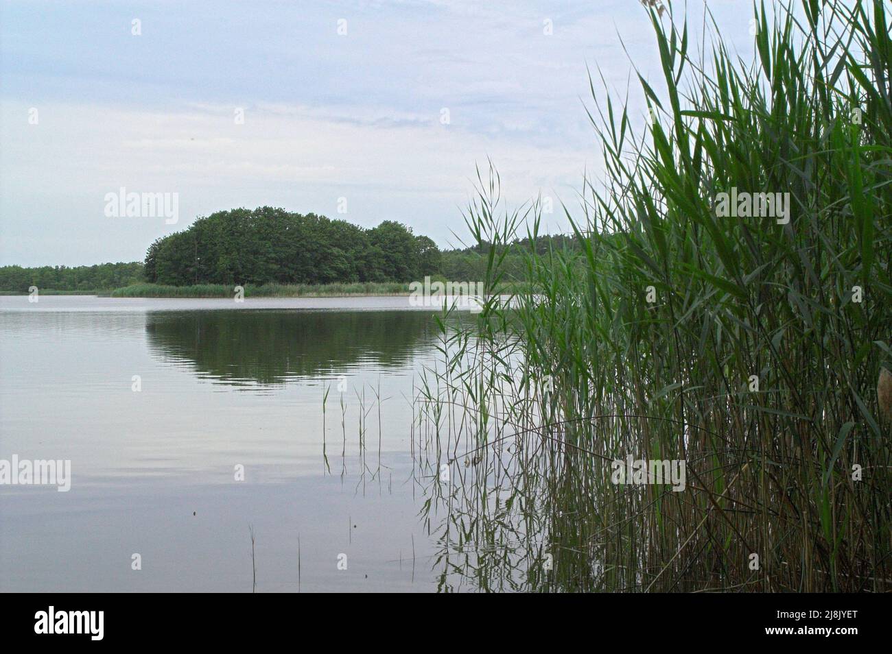 Górsko, Wielkopolska, Großpolen, Großpolen, Polen, Polska, Schilf wächst am Ufer des Górskie-Sees; Schilf wächst am Seeufer. Trzcina w wodzie Stockfoto