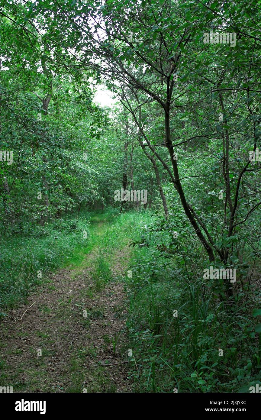 Górsko, Wielkopolska, Großpolen, Großpolen, Polen, Polska, Büsche und Dickicht, die am Ufer des Górskie-Sees wachsen; krzaki zarośla polna droga Stockfoto