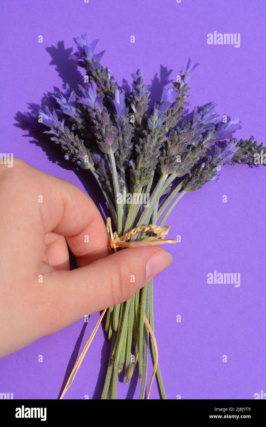 Die Hand der Frau und ein Strauß frisch gepflückter Lavendelblüten auf purpurem Hintergrund Stockfoto