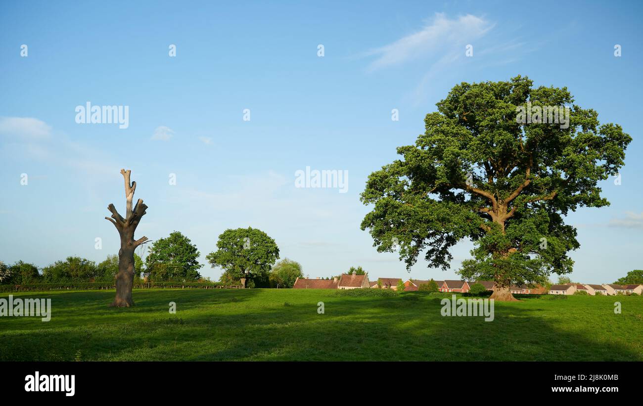 Zwei Bäume auf einem Feld, einer lebendig und einer tot Stockfoto