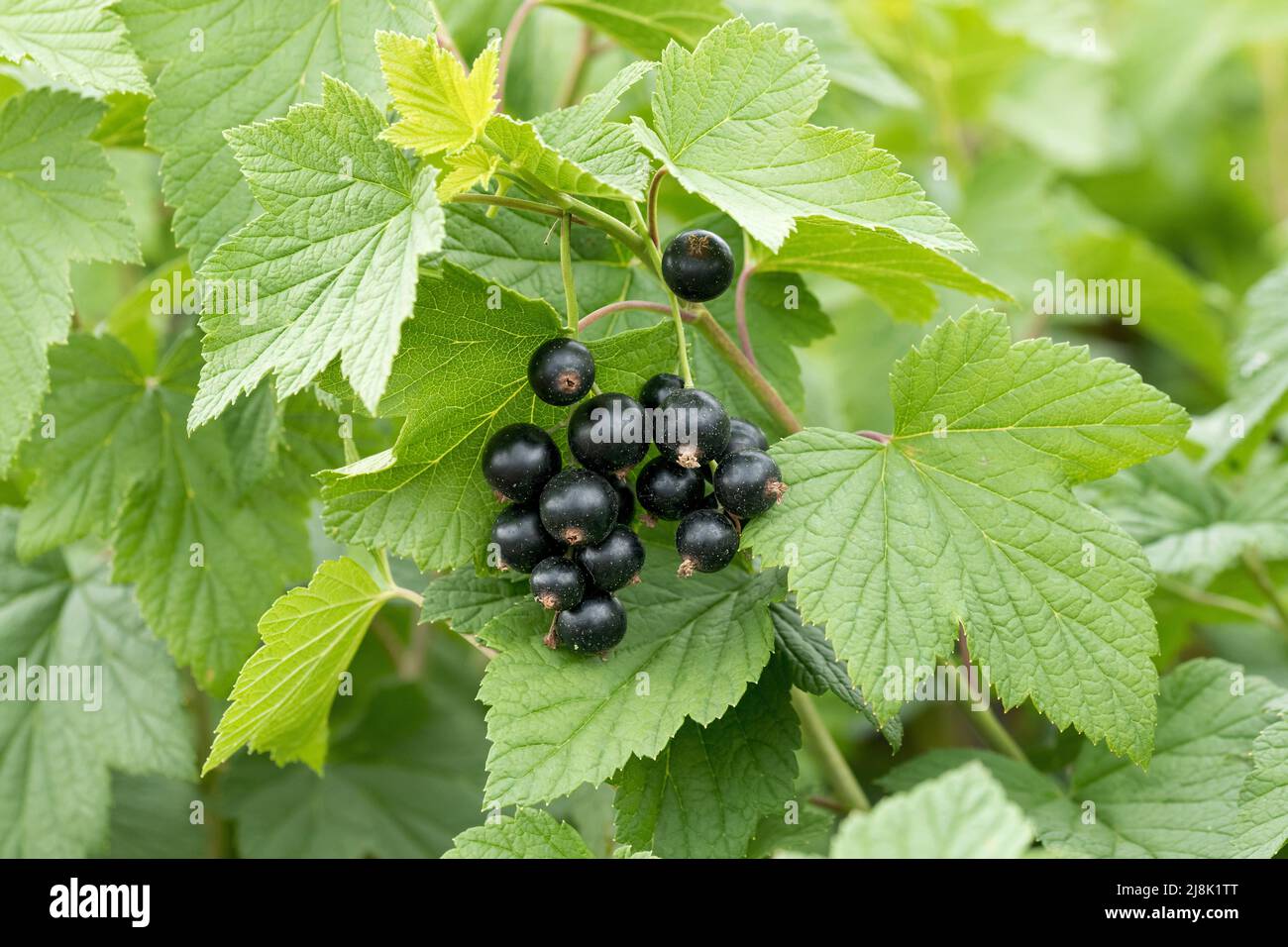 Europäische schwarze Johannisbeere (Ribes nigrum 'Tsema', Ribes nigrum Tsema), schwarze Johannisbeeren, Sorte Tsema Stockfoto