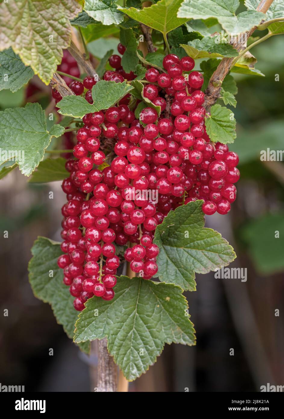 nördliche rote Johannisbeere (Ribes rubrum 'Rot', Ribes rubrum Rot), rote Johannisbeeren, Sorte Rot, Bundesrepublik Deutschland Stockfoto