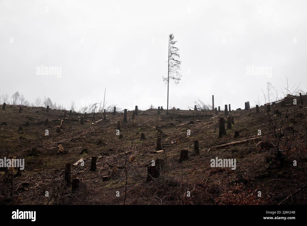 Kaiserfichte (Picea abies), verendete Fichtenwälder nach Trockenheit und Befall von Graverskäfern, Klimawandel, Deutschland, Nordrhein-Westfalen, Stockfoto