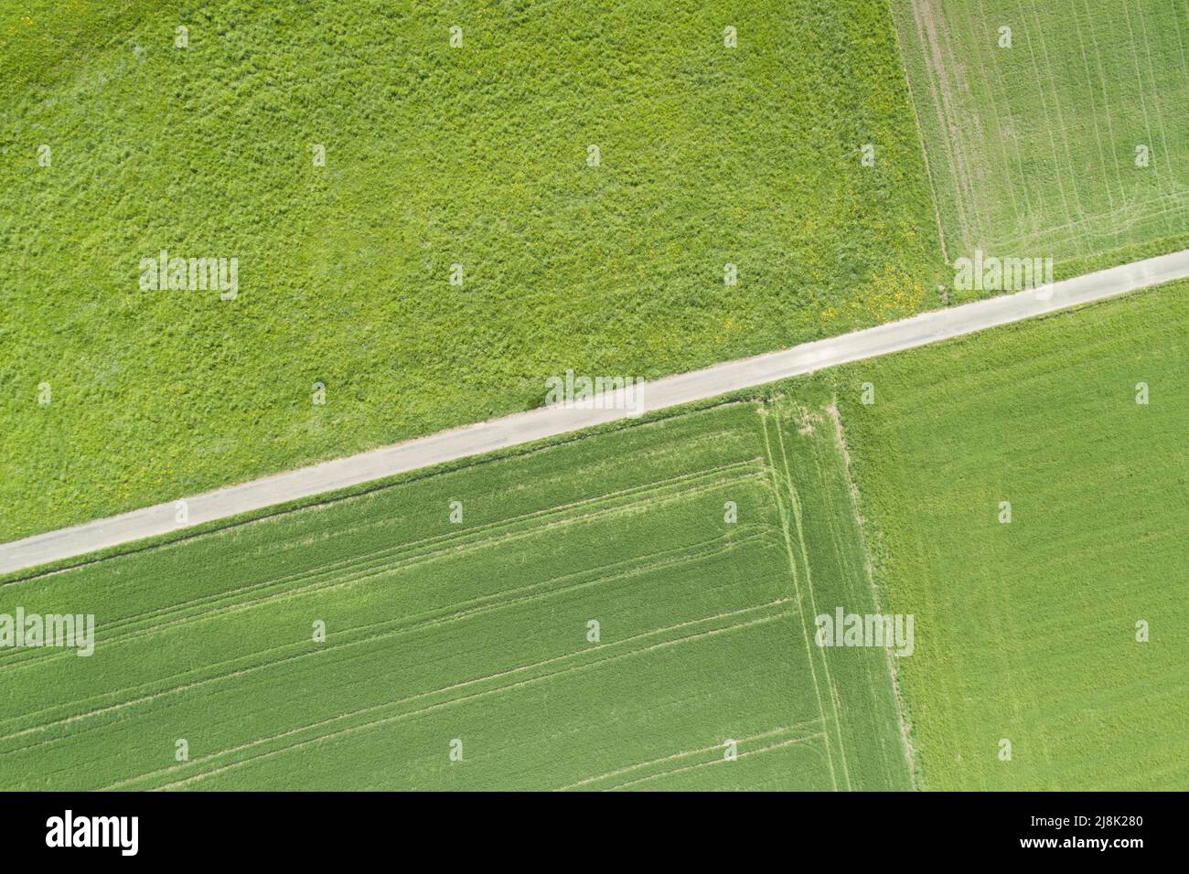 Ungebeugter Feldweg durch grüne Feldlandschaft im Frühjahr, Luftaufnahme, 04/21/22, Schweiz, Zürcher Oberland Stockfoto