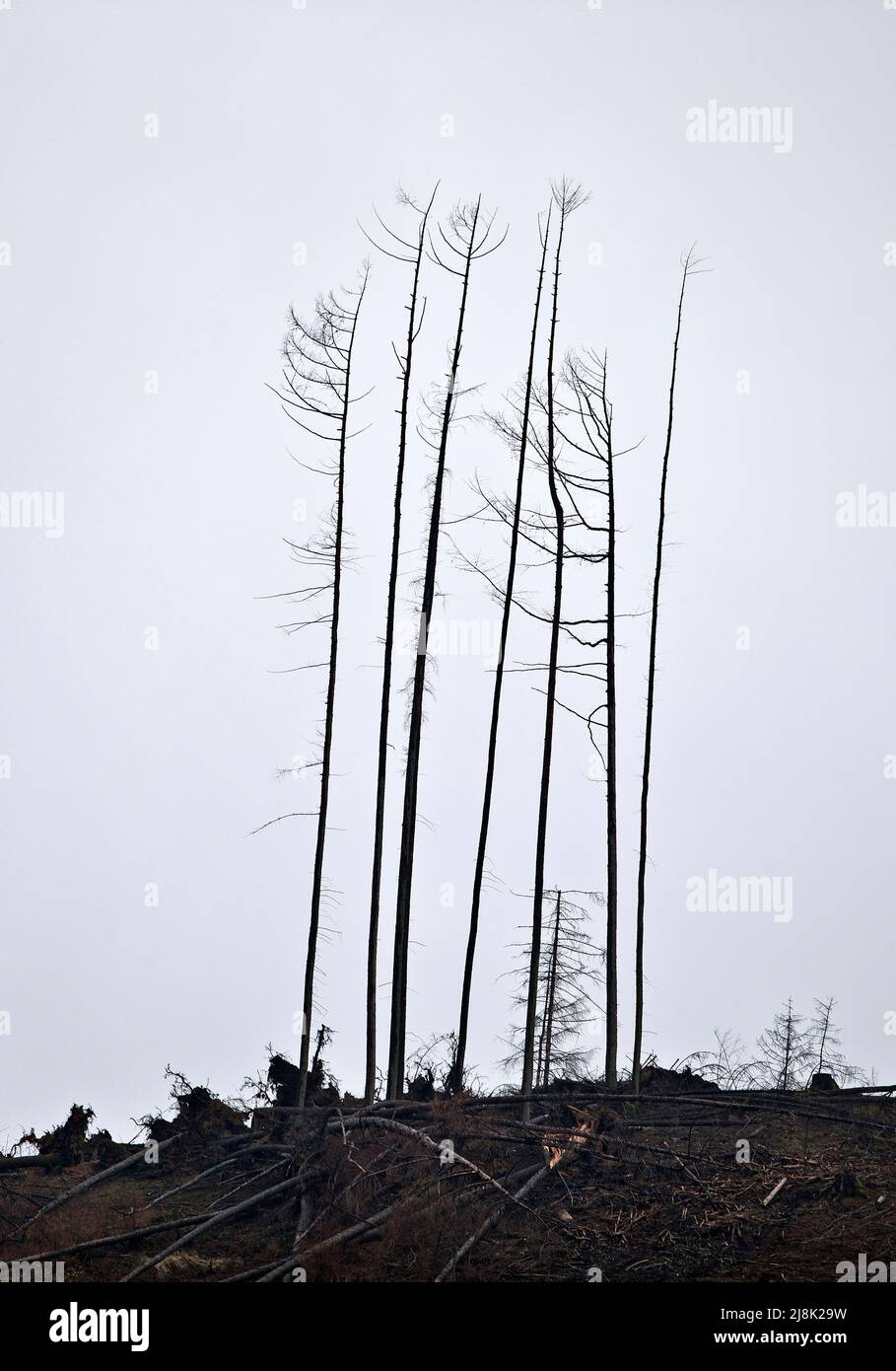 Kaiserfichte (Picea abies), verendete Fichtenwälder nach Trockenheit und Befall von