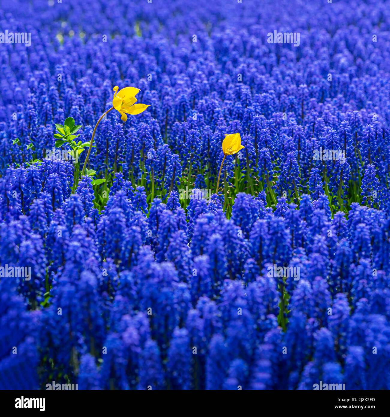 Paar helle sonnige gelbe Tulpen auf frühlingsblauen Hintergrund der blauen Blüten Muscari, selektiver Fokus Stockfoto