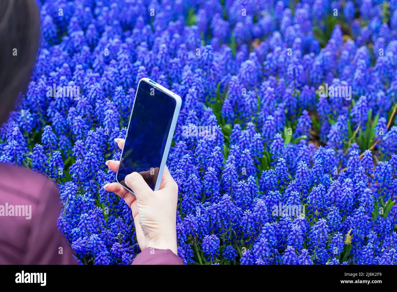 Hand des Mädchens hält Smartphone Foto von blauen Blumen Muscari. Moderne Technik und Frühlings-Natur-Konzept Stockfoto