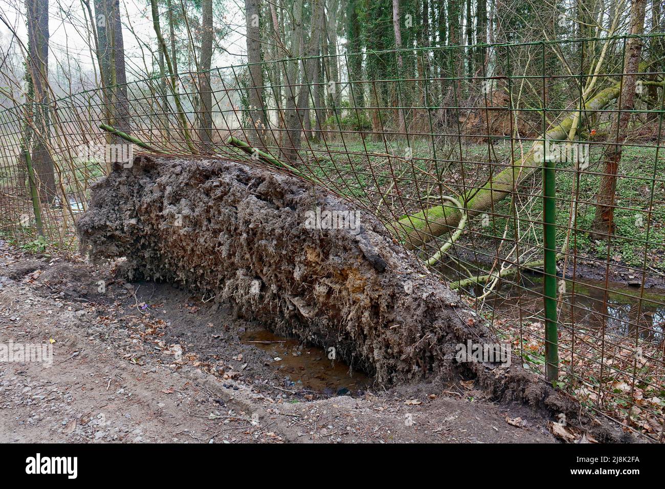 Gedrehter Baum beschädigt einen Zaun, Deutschland, Nordrhein-Westfalen Stockfoto