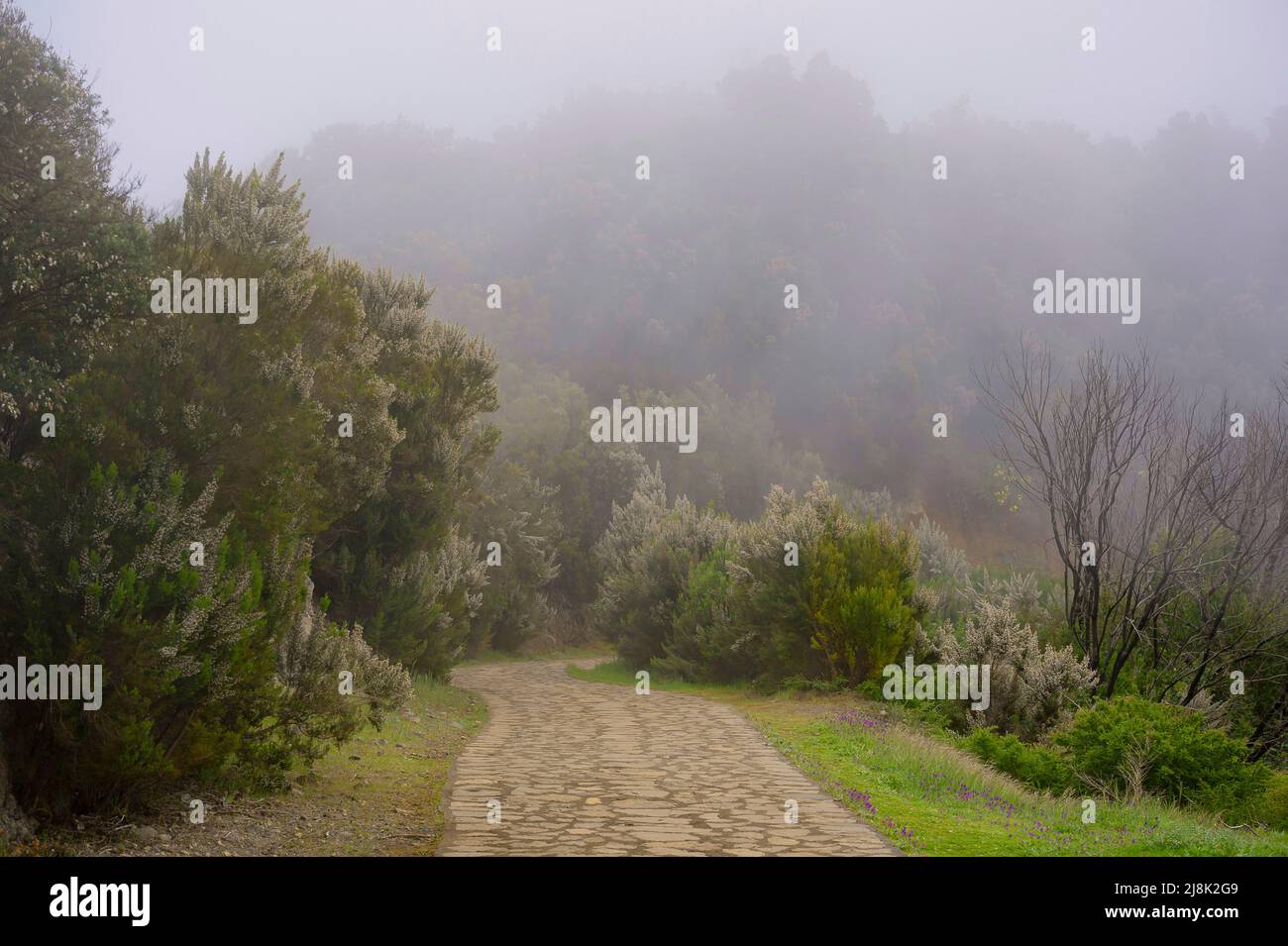 Baumheide (Erica arborea), blühende Baumheide auf La Gomera, Kanarische Inseln, La Gomera Stockfoto