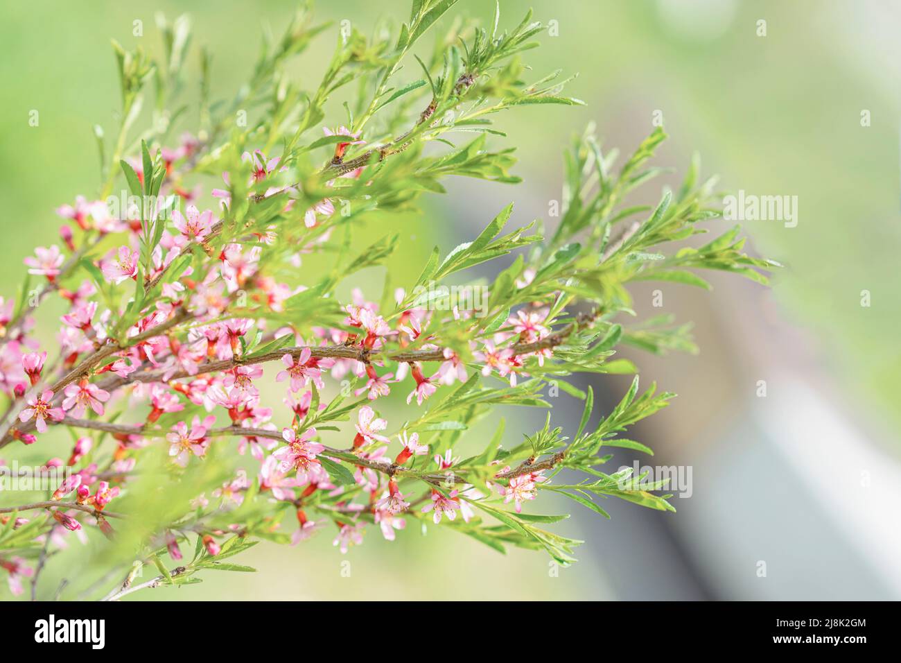 Zarte rosa Blüten von Vogelkirsche Nahaufnahme, Blütenblüte unter Sonnenlicht im Frühjahr, selektiver Fokus Stockfoto