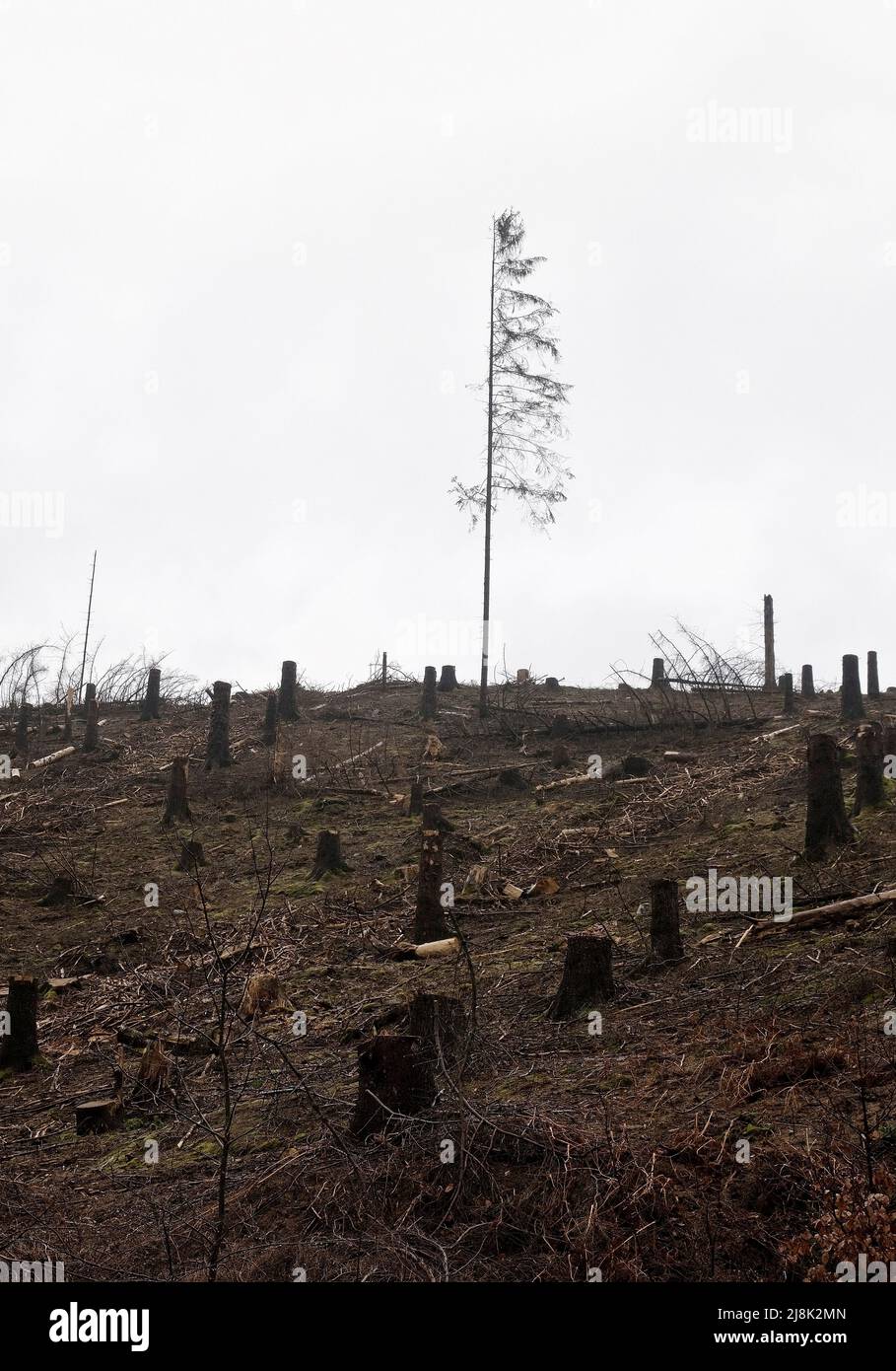 Kaiserfichte (Picea abies), verendete Fichtenwälder nach Trockenheit und Befall von