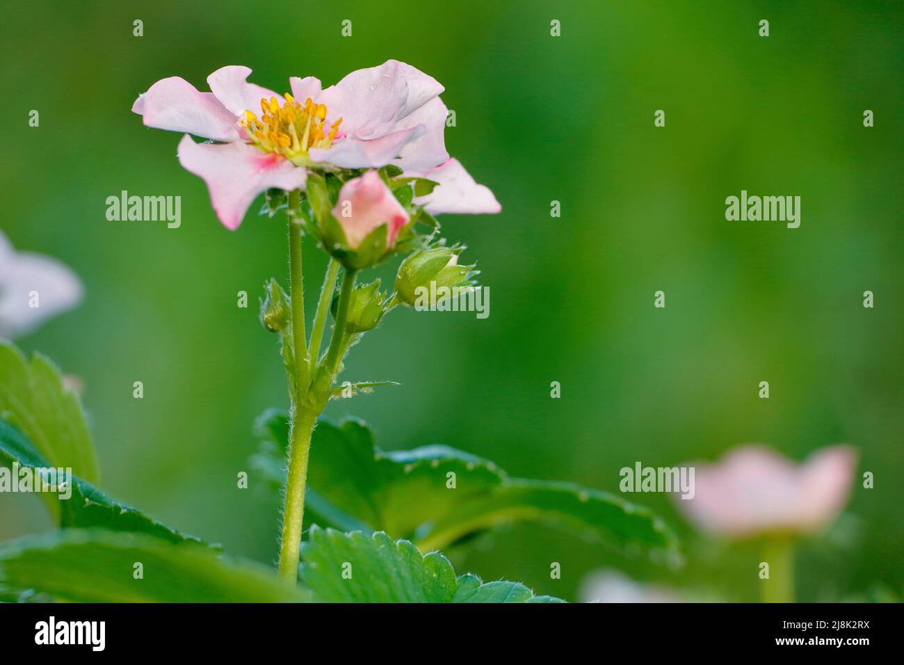 Hybride Erdbeere, Gartenerdbeere (Fragaria x ananassa, Fragaria ananassa), Blume Stockfoto