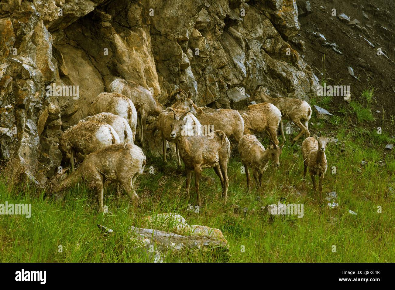 Weide weibliche und junge Dickhornschafe. Stockfoto