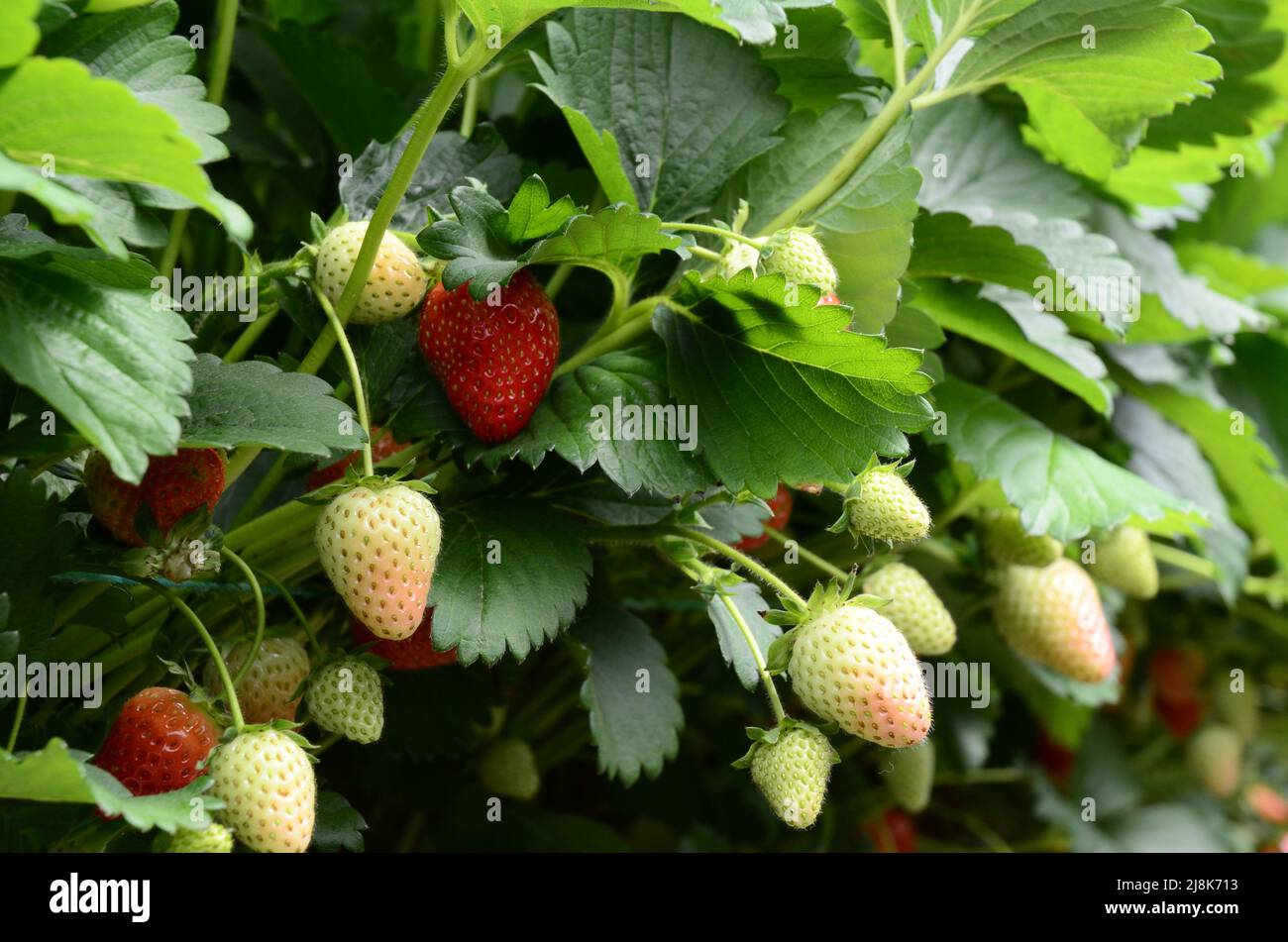 Erdbeeren Pflanzen Reihen im Gewächshaus in Großbritannien. Rote und