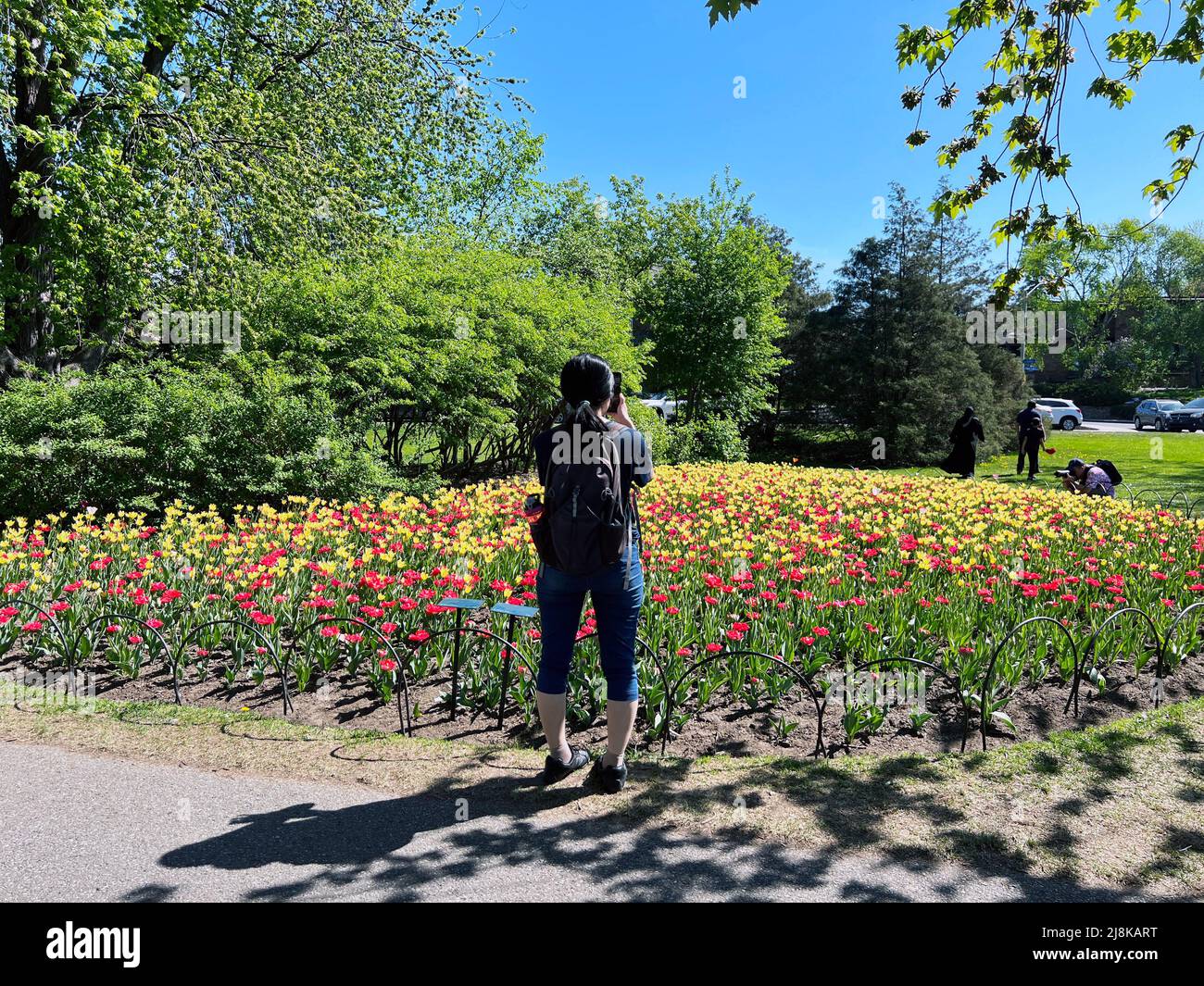 Ein Fotograf nimmt ein Bild auf dem Ottawa Tulip Festival in Ontario, Kanada, auf. Stockfoto