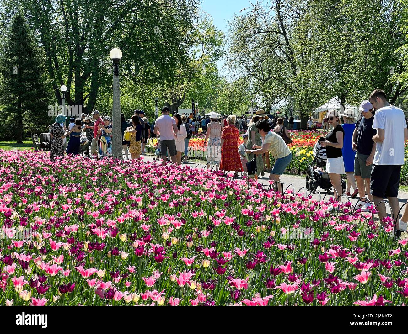 Ottawa, Ontario, Kanada - 14. Mai 2022: Menschenmassen genießen das Ottawa Tulip Festival, eine jährliche Veranstaltung in der Hauptstadt des Landes. Stockfoto