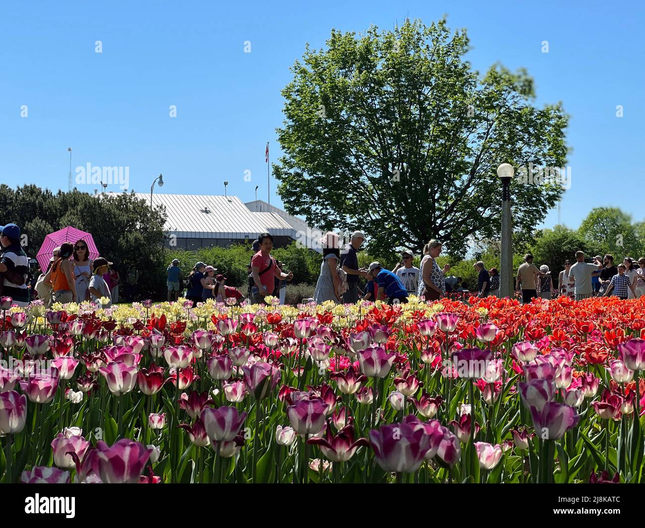 Ottawa, Ontario, Kanada - 14. Mai 2022: Menschenmassen genießen das Ottawa Tulip Festival, eine jährliche Veranstaltung in der Hauptstadt des Landes. Stockfoto