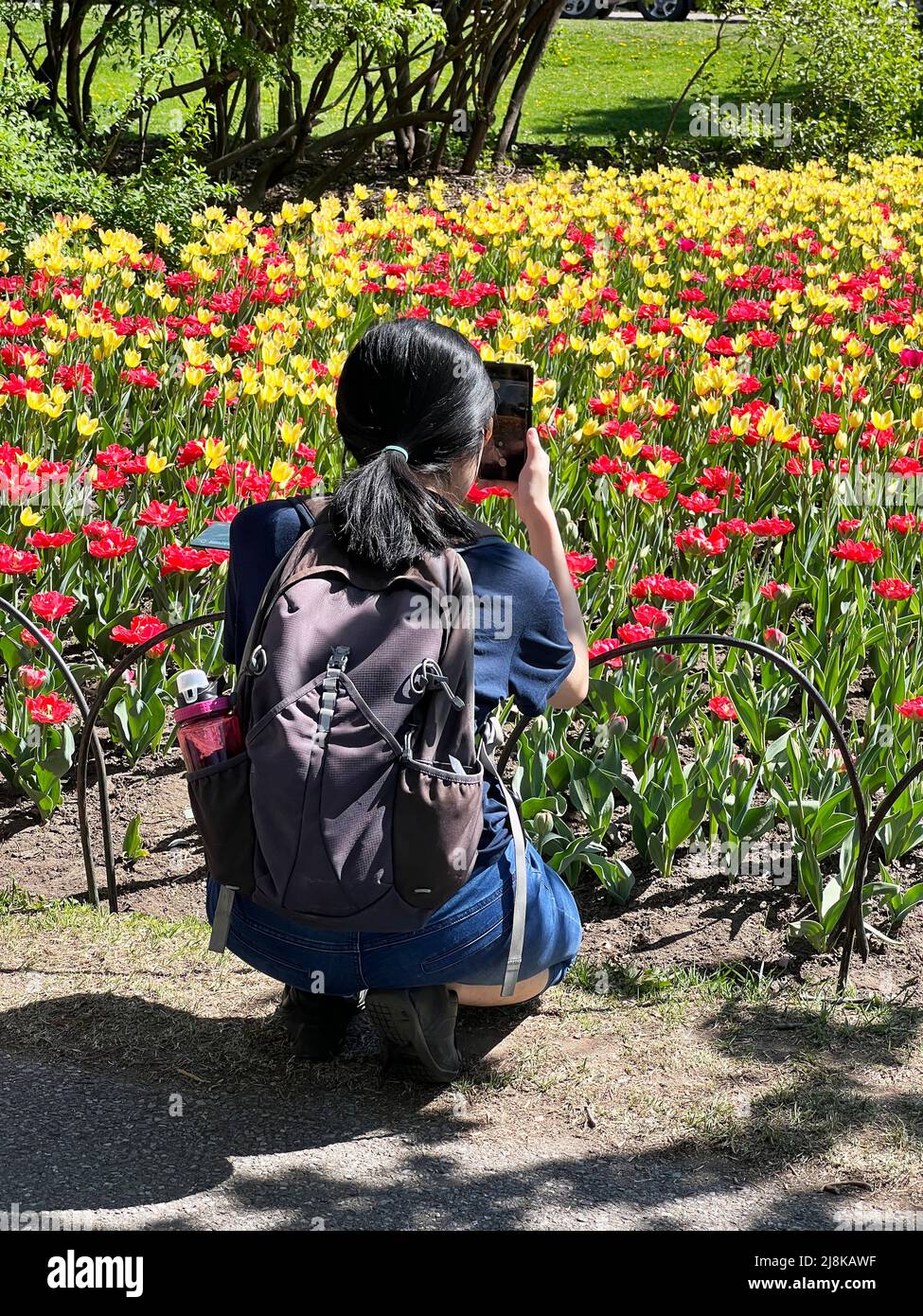 Ein Fotograf nimmt ein Bild auf dem Ottawa Tulip Festival in Ontario, Kanada, auf. Stockfoto