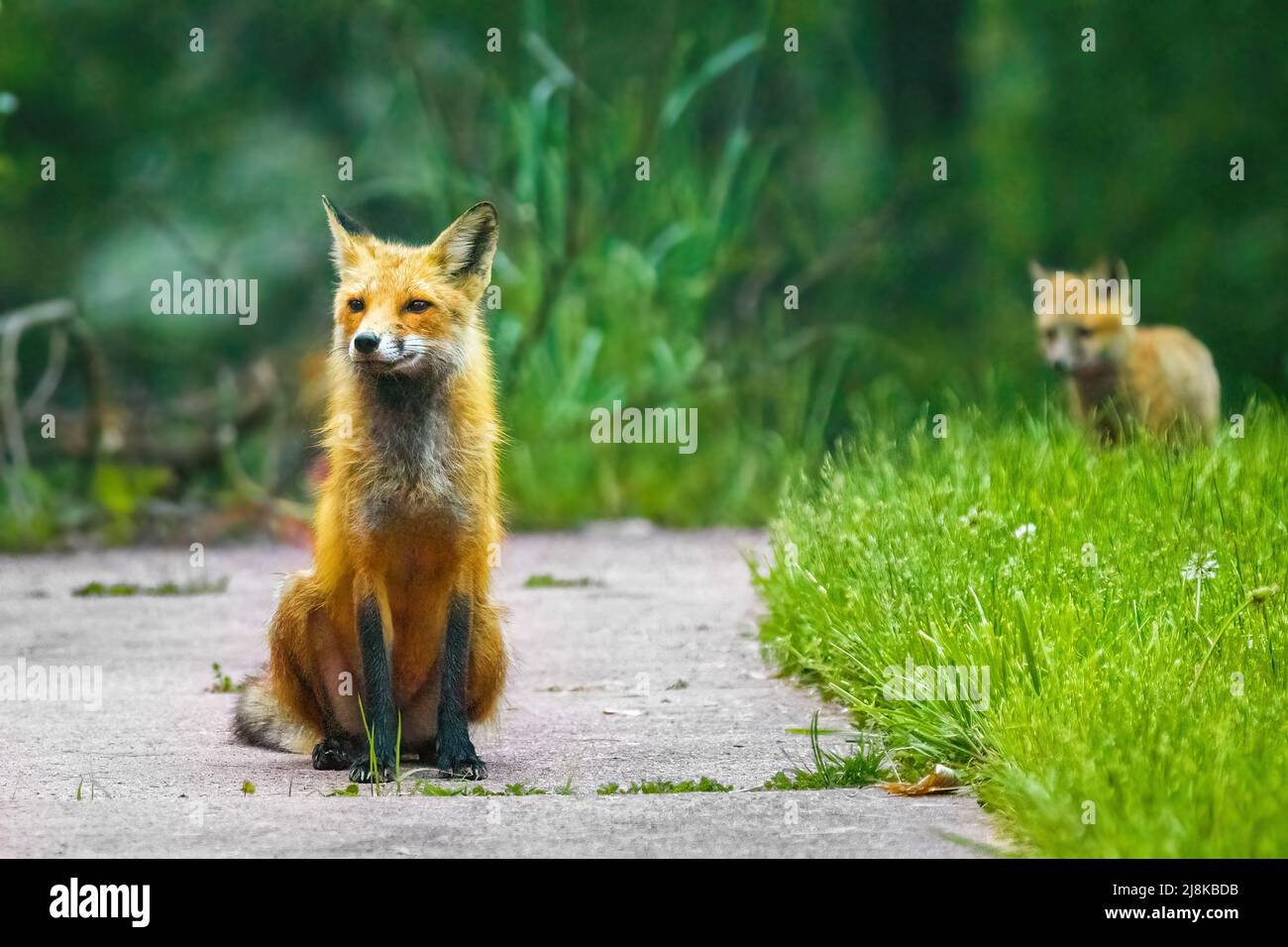 Nette Mutter Fuchs mit ihrem Welpen im Hintergrund auf der Waldstraße Stockfoto