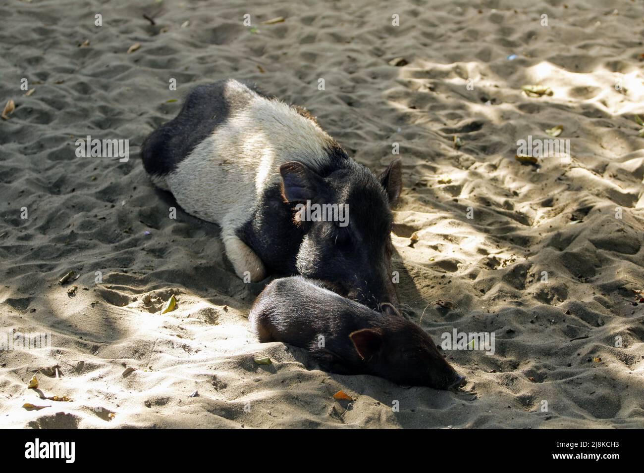 Eine Sau und ihr Ferkel liegen auf dem Sand im Schatten des Dorfes Karawa, Zentralprovinz, Papua-Neuguinea Stockfoto