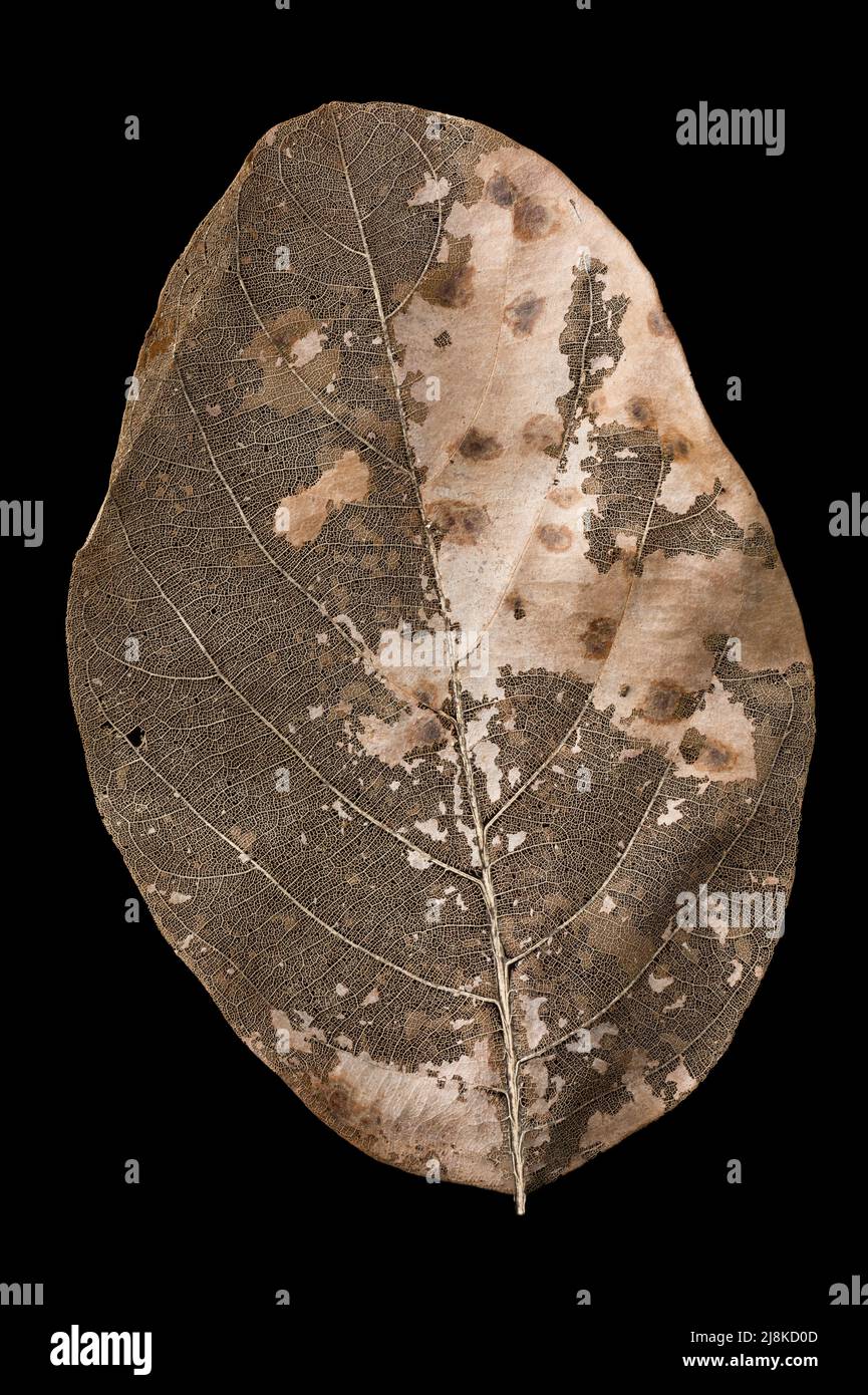 Getrocknetes Blatt, zartes altes Blattskelett isoliert auf schwarzem Hintergrund, Venenstruktur, Nahaufnahme Stockfoto
