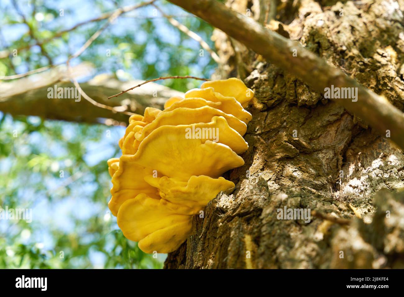Hellgelber gemeiner Schwefel, Pilz Laetiporus sulfureus auf dem Stamm einer alten Weide Stockfoto