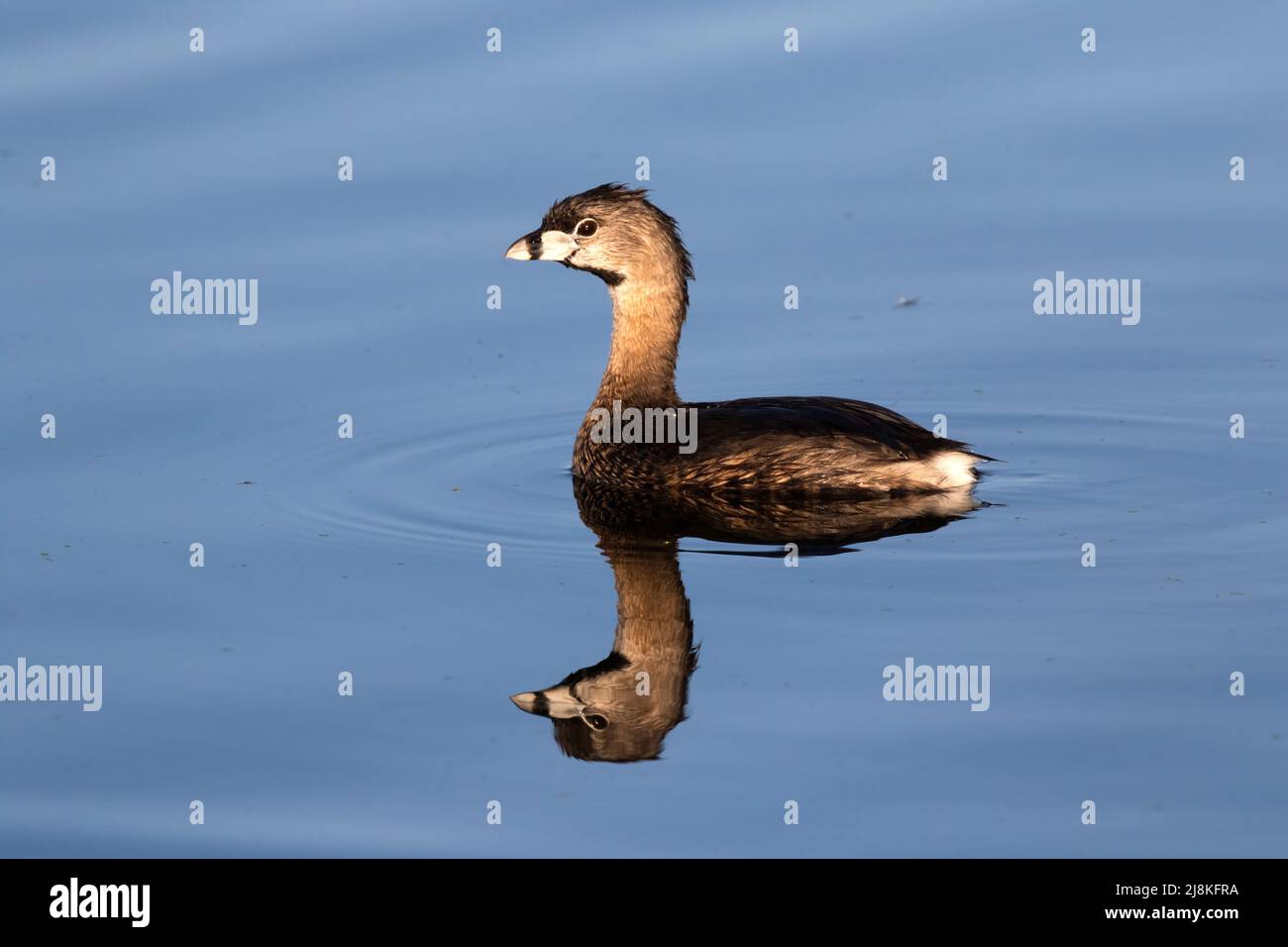 Rattenschnabelfalle (Podilymbus podiceps) aus der Nähe Stockfoto