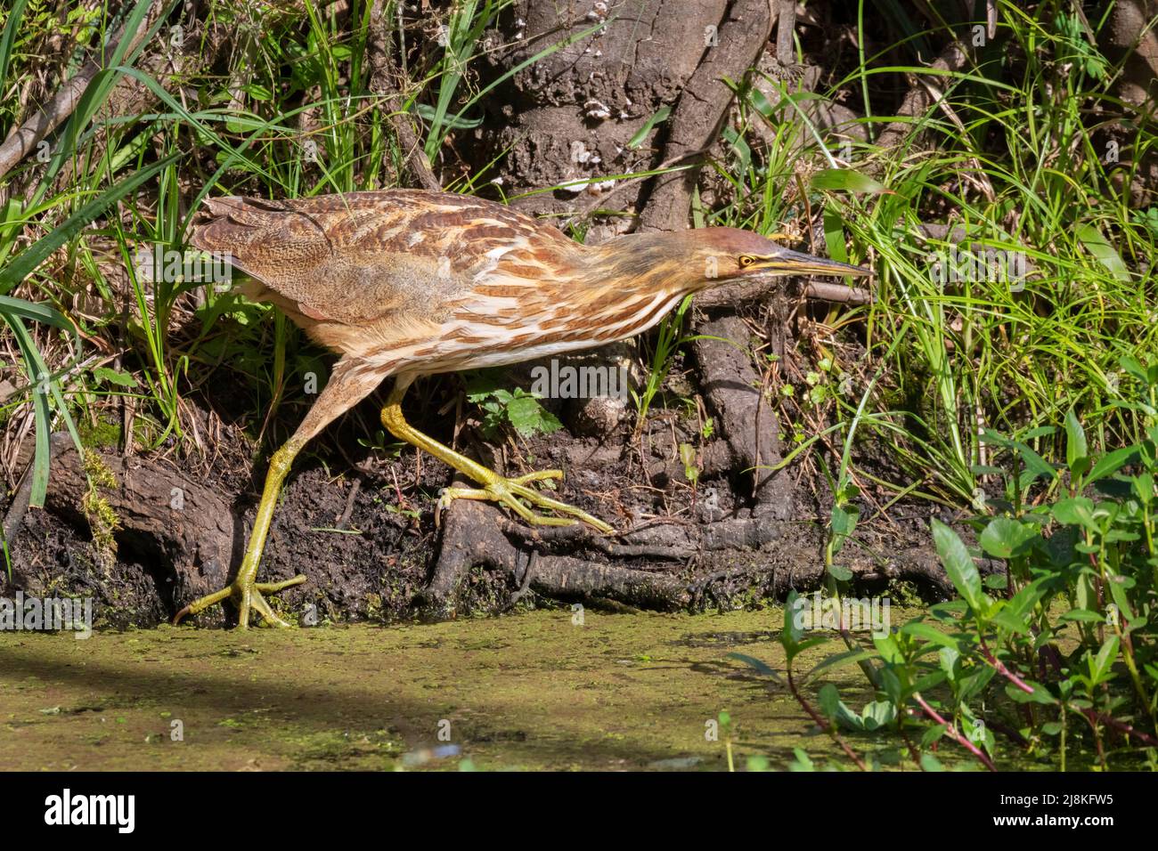 Amerikanische Rohrdommel (Botaurus lentiginosus) aus der Nähe, Brazos Bend State Park Stockfoto