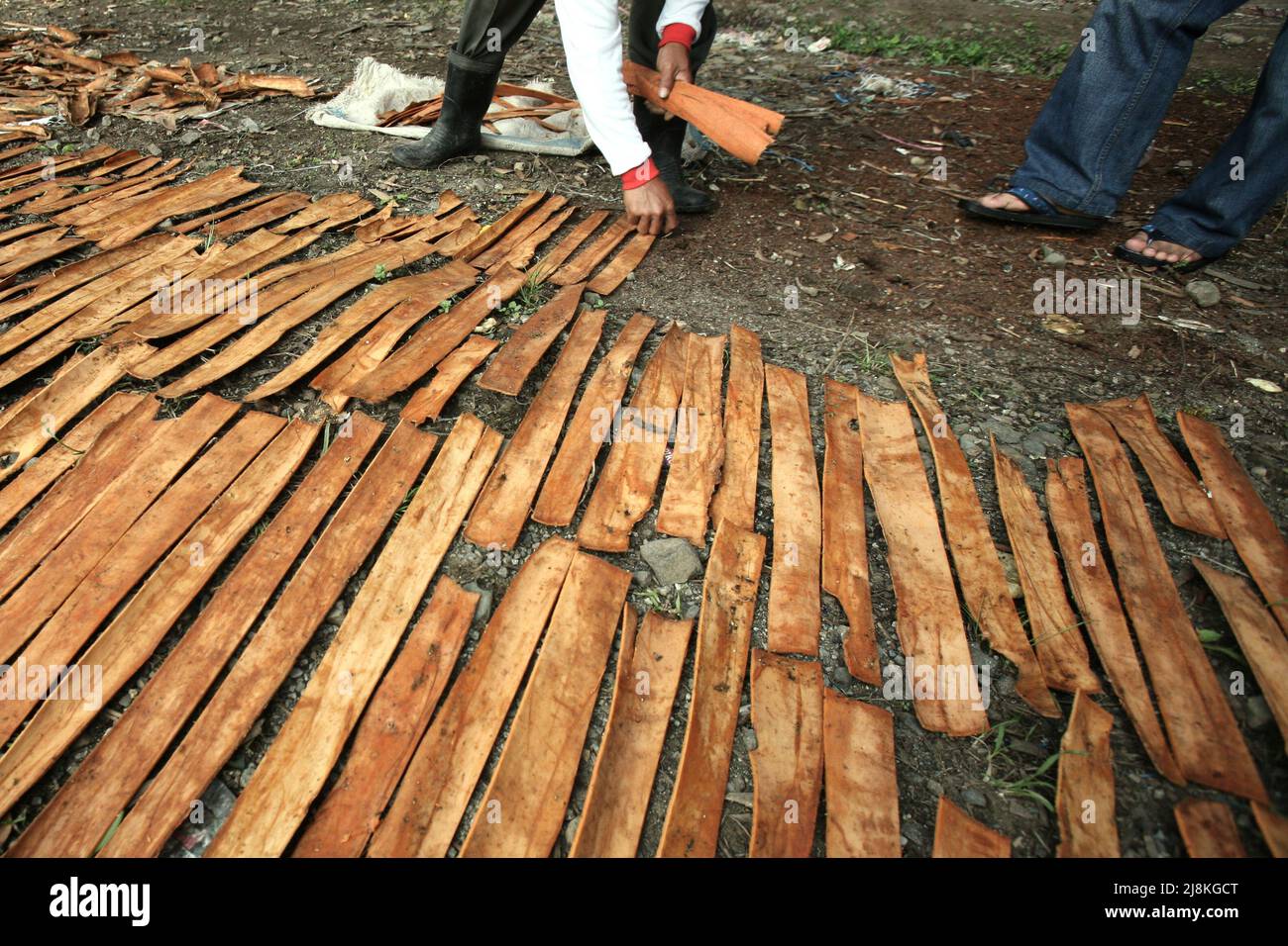 Ein Mann, der Zimt trocknet, bellt in der Sonne in Kayu Aro, Kerinci, Jambi, Indonesien. Stockfoto