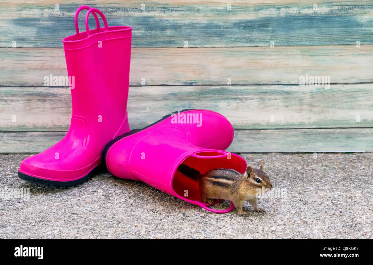 Winziges Nagetier springt aus einem rosa Gummi-Regenstiefel Stockfoto
