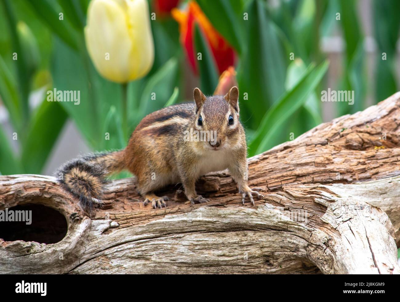 Ein süßer kleiner Chipmunk steht auf einem hohlen Baumstamm in einem Tulpengarten im Frühling wach Stockfoto