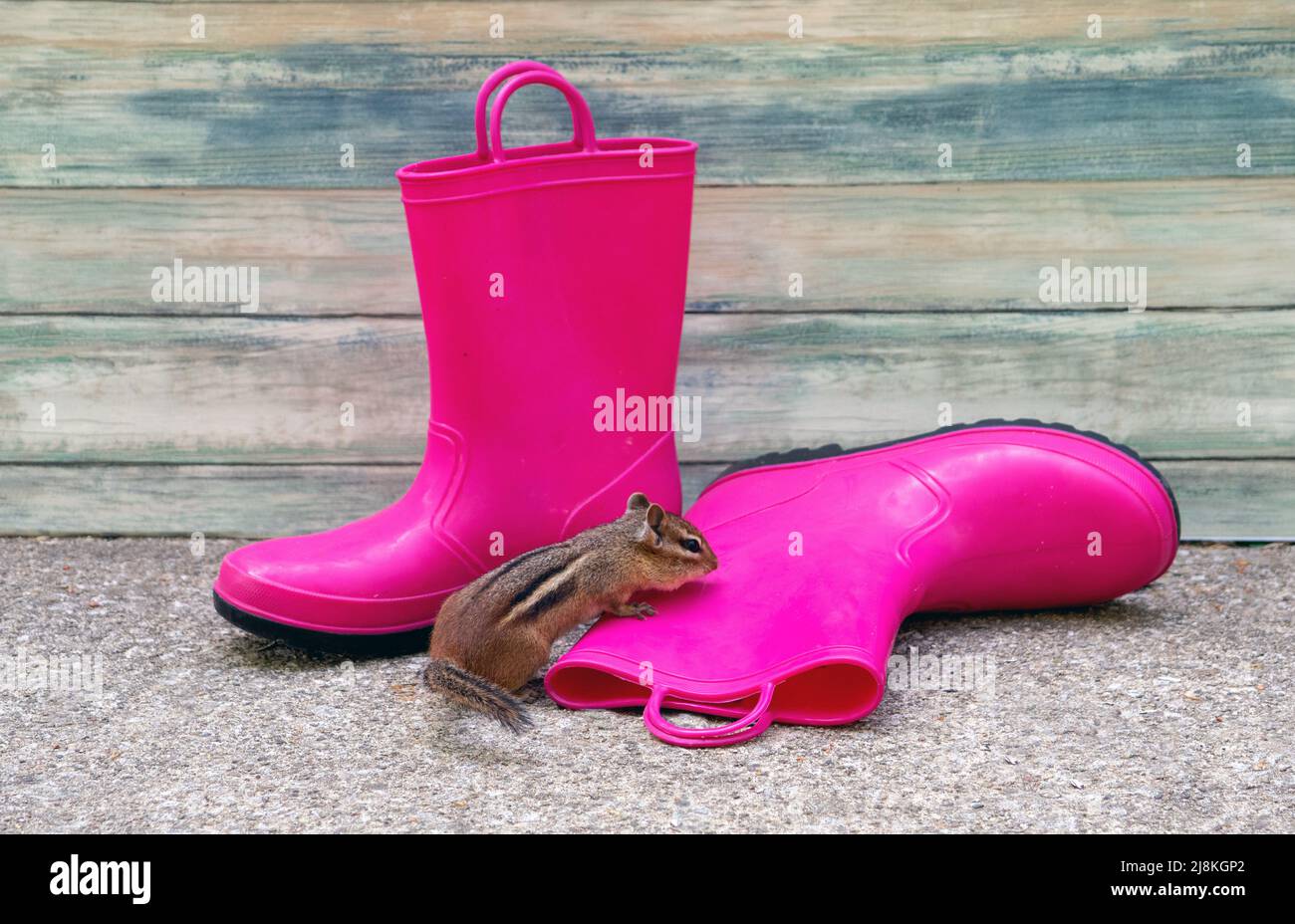 Ein kleiner pelziger Streifenhörnchen prüft ein Paar rosa Gummistiefel entlang einer rustikalen Scheunenwand Stockfoto