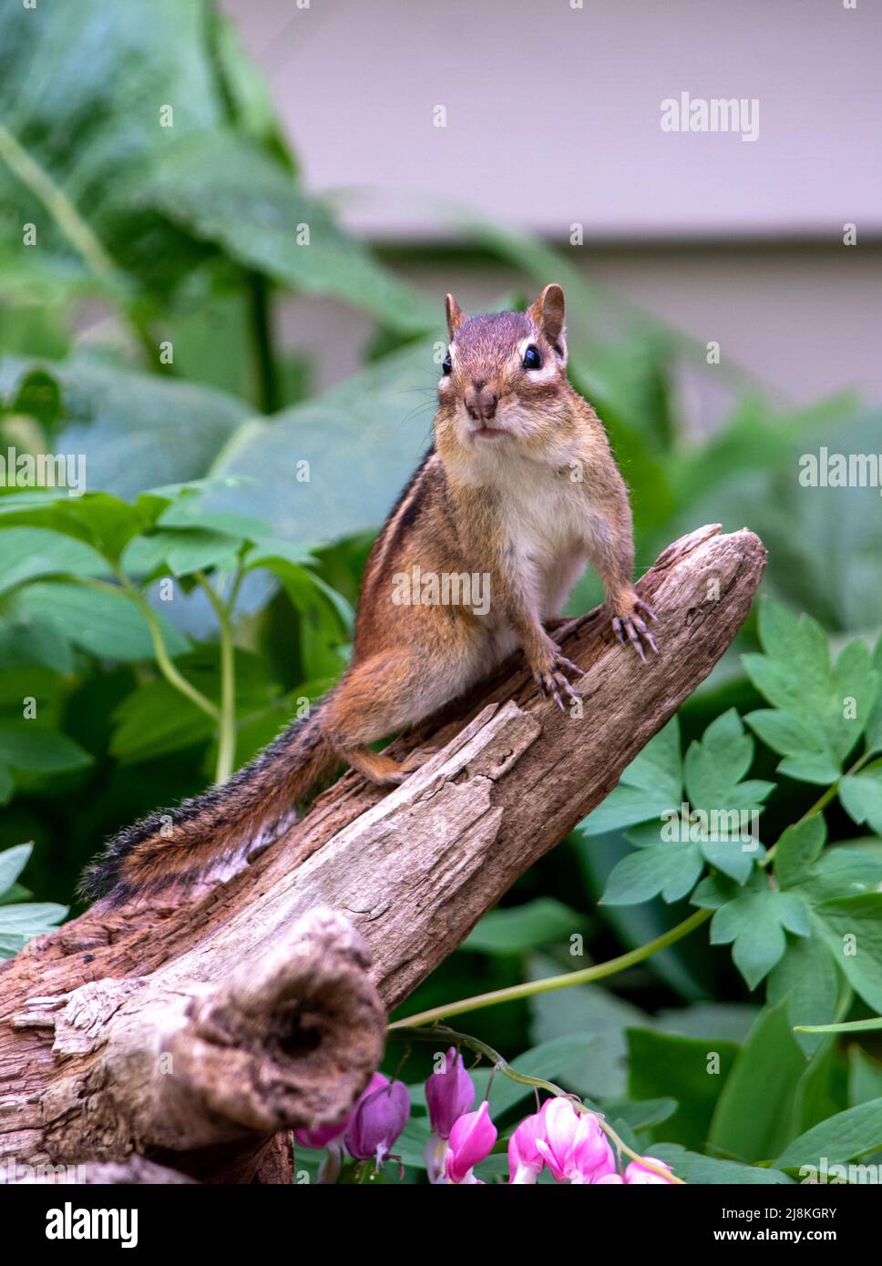 In diesem Frühlingsgarten klettert ein kleiner Streifennager aus einem Glied heraus Stockfoto
