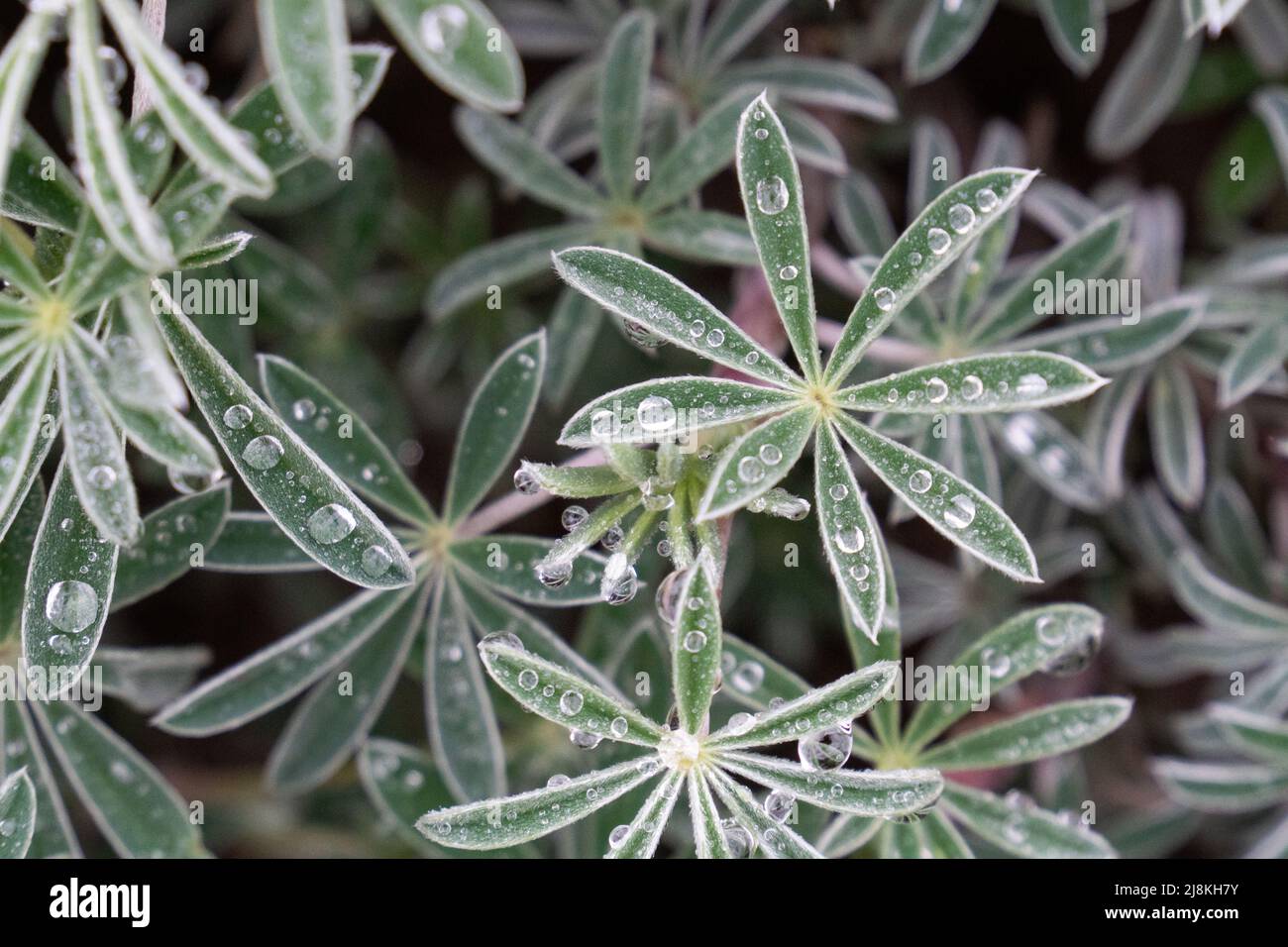 Lupinus arboreus gelbe, mit Tau bedeckte Buschlupine Stockfoto