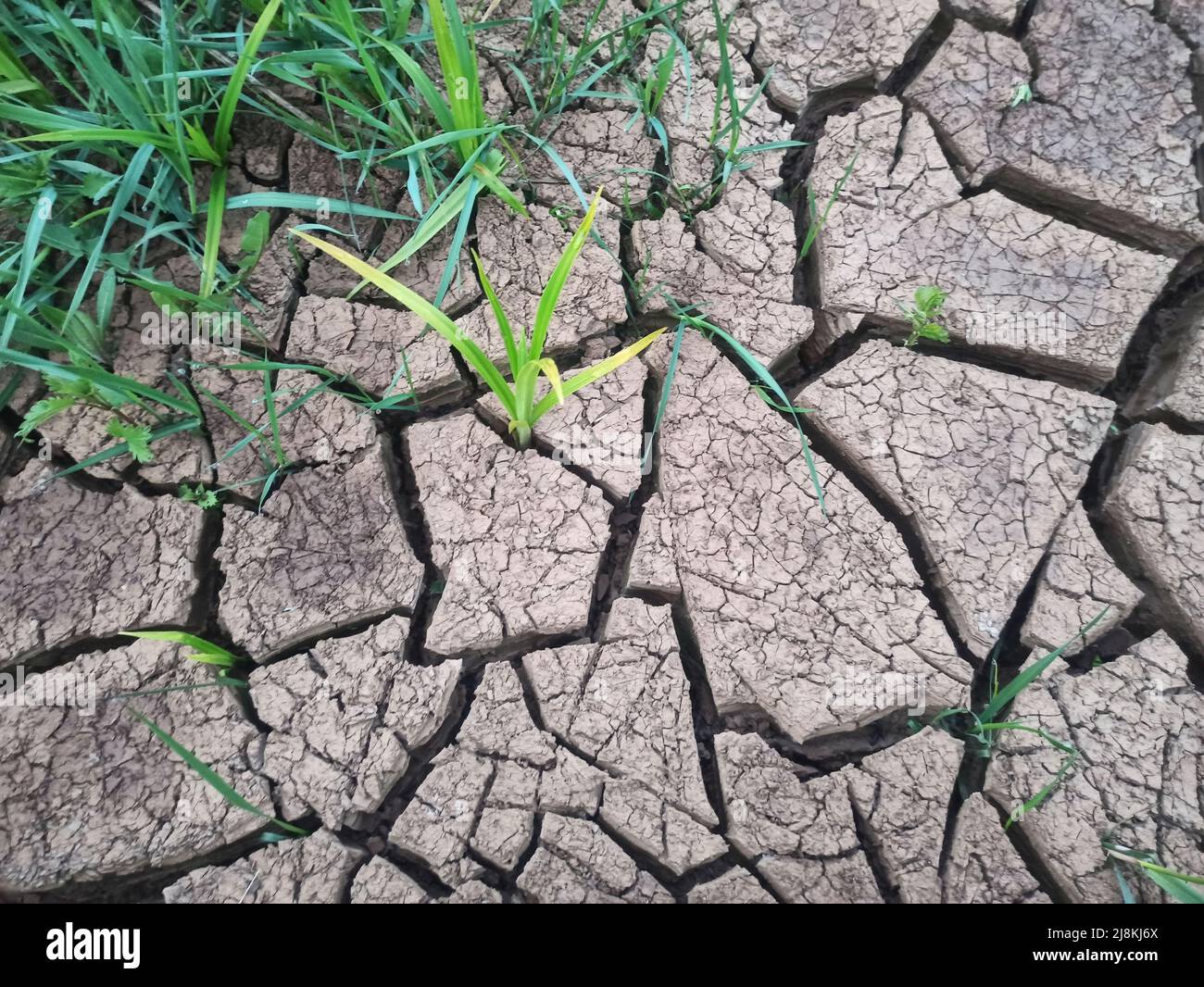 Getrockneter Sumpfboden, der eine rissige Textur erzeugt. Gras. Stockfoto