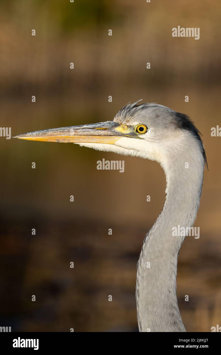 Nahaufnahme eines jungen Graureiher Stockfoto