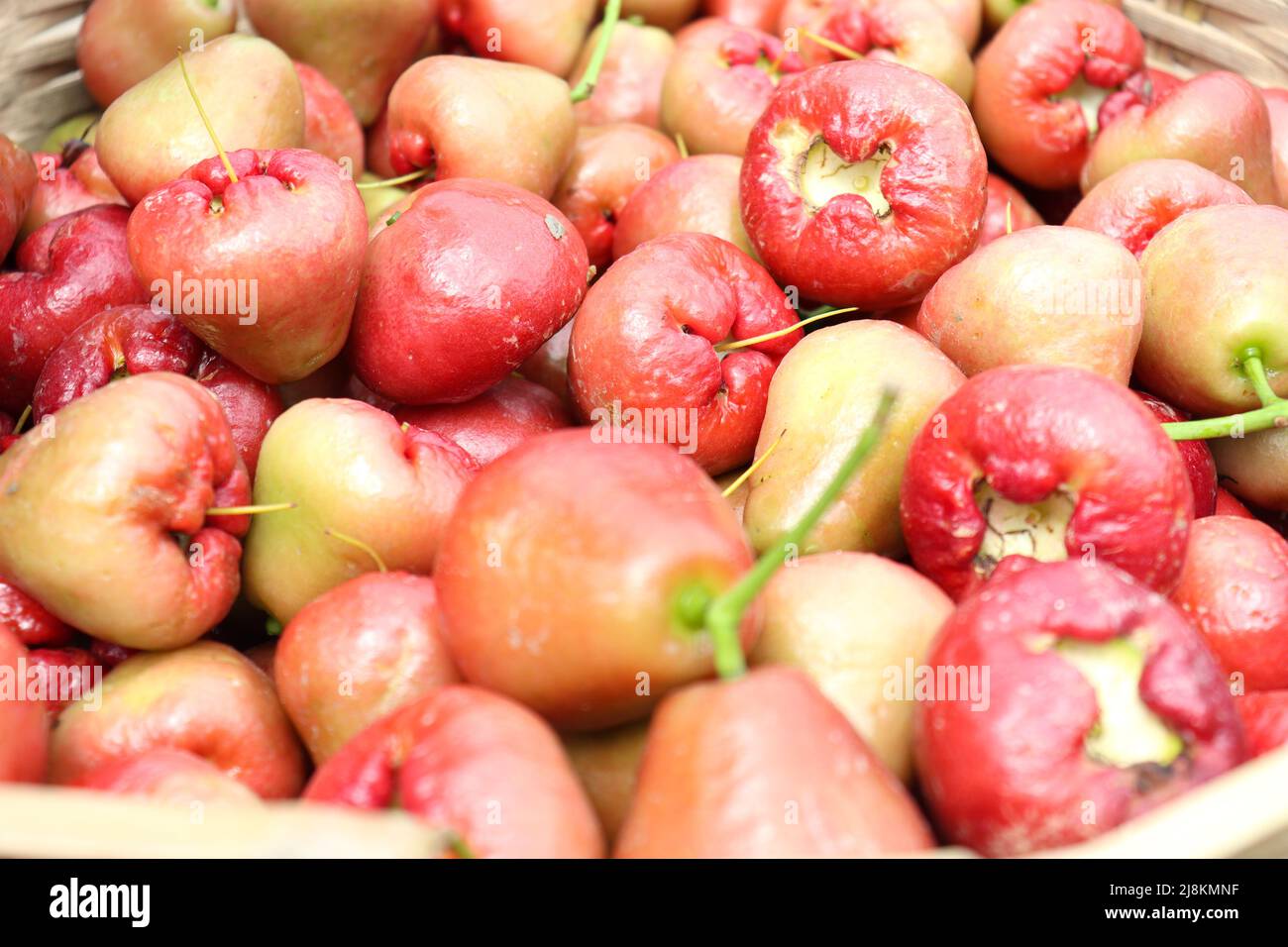 Schmackhafte und gesunde java-Apfelbestände auf dem Bauernhof zur Ernte Stockfoto