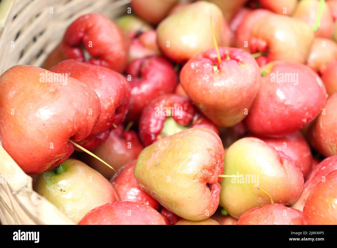 Schmackhafte und gesunde java-Apfelbestände auf dem Bauernhof zur Ernte Stockfoto