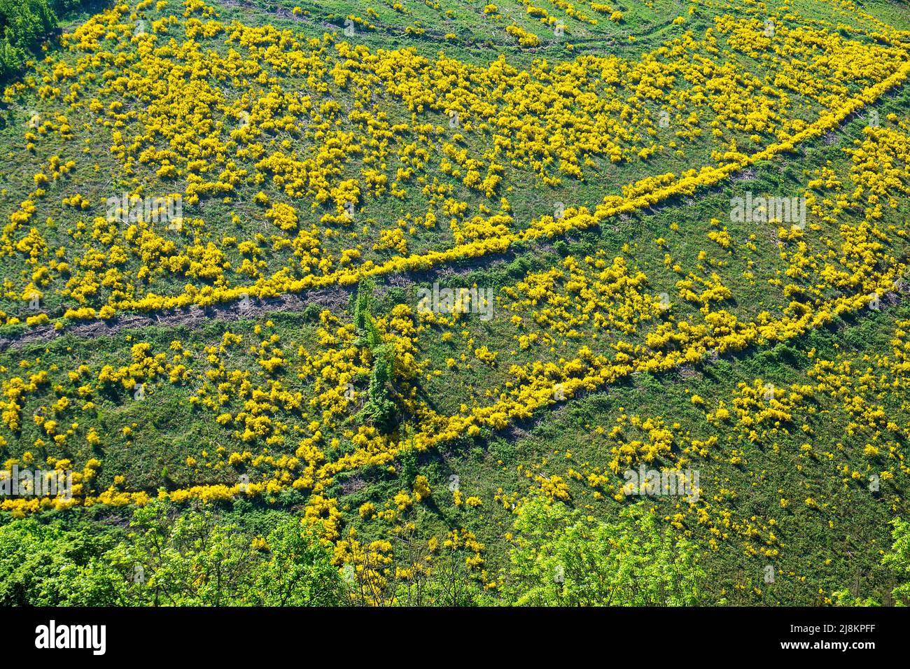 Gemeine Besensträucher (Cytisus scoparius), blühend an den Talhängen von Bourscheid, Kreis Diekirch, Ardennen, Luxemburg, Europa Stockfoto