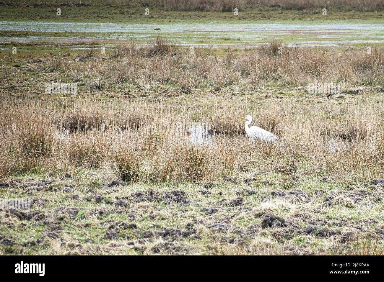 Weißer Reiher am Bach in einer Wiese am darss. Der Vogel jagt. Tierfoto aus der Natur. Wildtiere Stockfoto