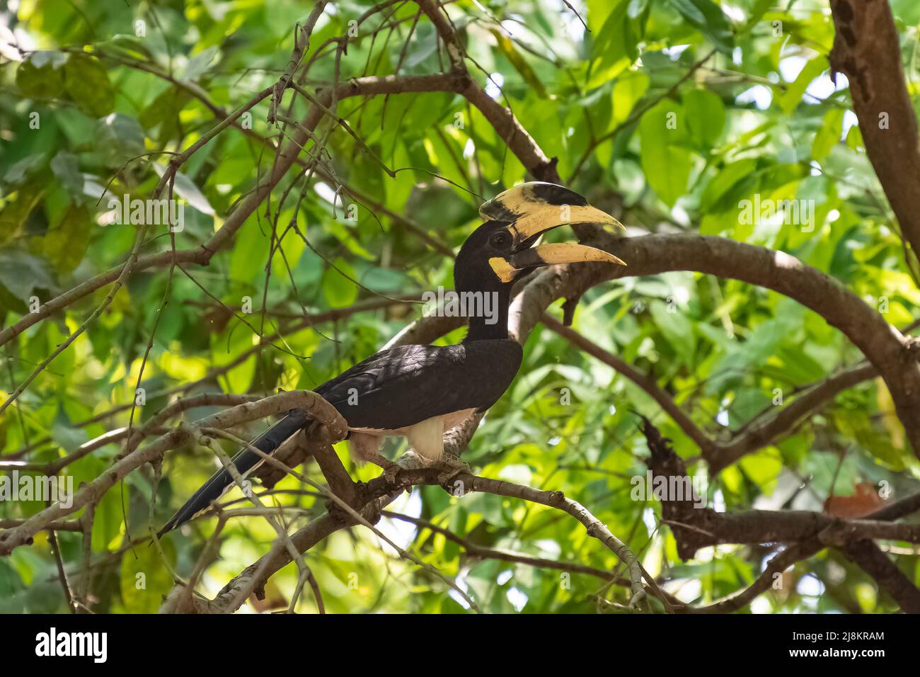 Malabar Pied Hornbill, Anthracoceros coronatus, ein wunderschöner Vogel in Indien, der auf einem Baum steht Stockfoto