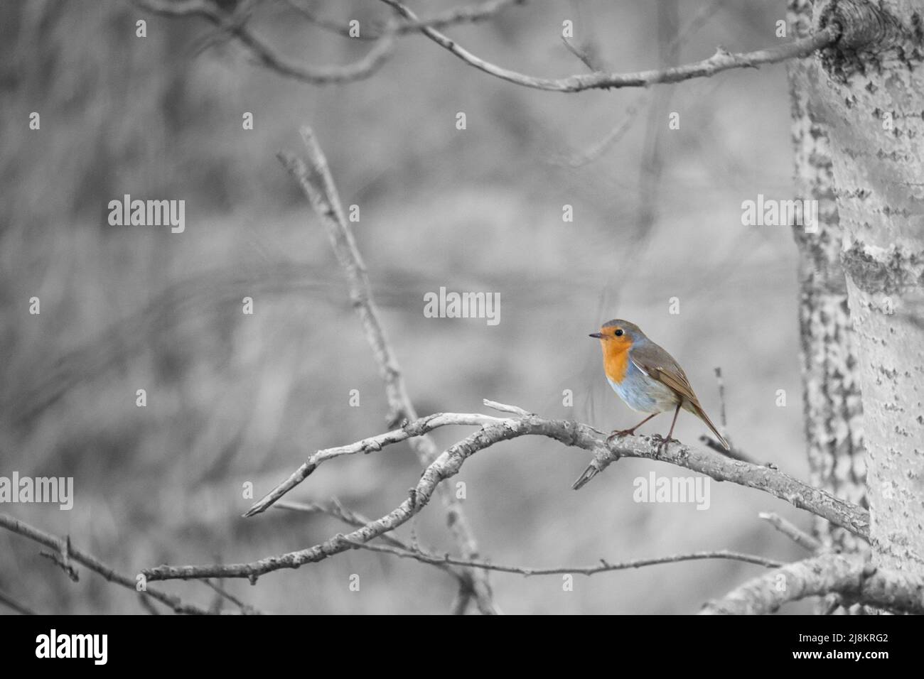 Robin auf einer Zweigstelle im Nationalpark darß. Buntes Gefieder des kleinen singvogels. Tierfoto in der Natur Stockfoto