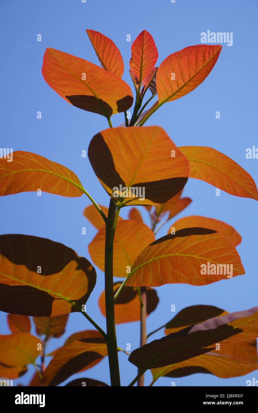 Lila Blätter eines Rauchbusches, Rauchbuschs, continus coggygria, wächst in einem Garten in Szigethalom, Ungarn Stockfoto